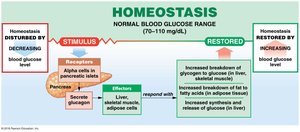 Homeostatic regulation of blood glucose by glucagon