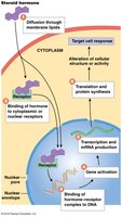 Steroid hormone action via intracellular receptors