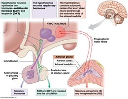 Hypothalamic control of the pituitary and adrenal glands