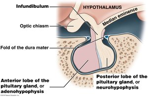 Anatomy of the pituitary gland