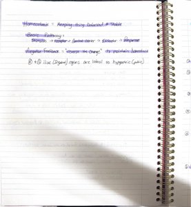 Handwritten notes on homeostasis and feedback mechanisms