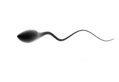 Sperm cell
