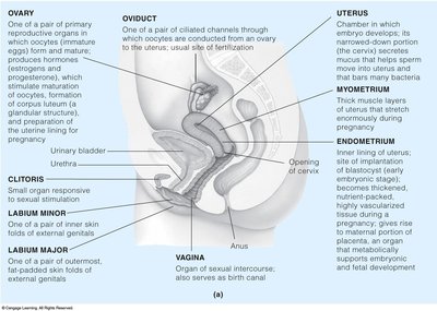 Anatomy of the female reproductive system