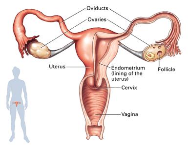 Diagram of the female reproductive system