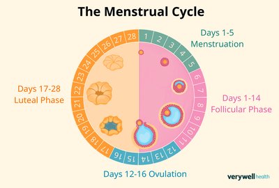Phases of the menstrual cycle