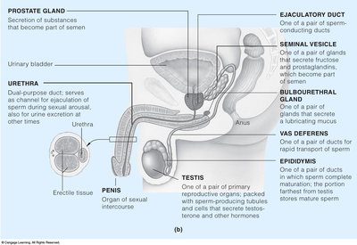 Anatomy of the male reproductive system