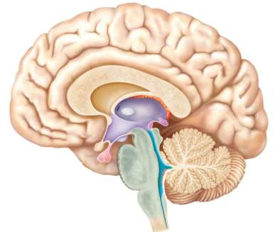 Sagittal section of the brain showing diencephalon and brainstem