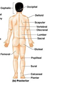 Diagram of posterior regional terms