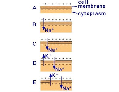 Diagram of action potential and ion movement across a cell membrane