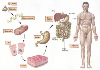 Levels of organization from atom to organism