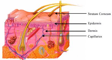 Cross-section of skin showing layers and structures