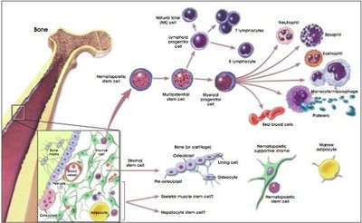 Diagram of bone marrow and blood cell formation