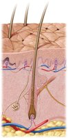 Structure of hair and follicle