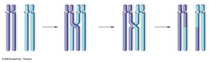 New DNA piece after crossing over