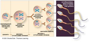 Sperm cell structure