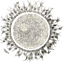Human egg (ovum)