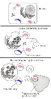 Diagram of apoptosis process