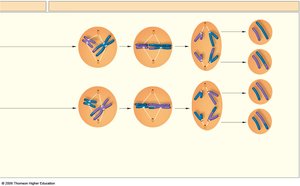 Meiosis II