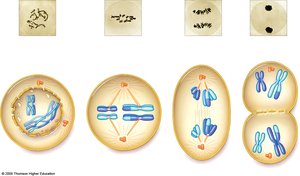 Metaphase I