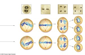 Prophase II
