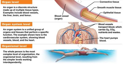 Hierarchy of Structural Organization: Organ, Organ System, Organismal levels