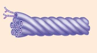 Cytoskeleton network