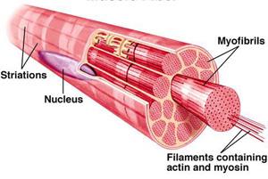 Muscle cell structure