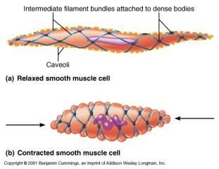 Smooth muscle cell contraction