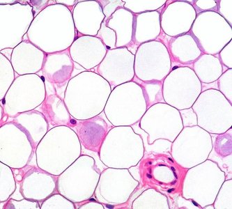 Lipids inside adipocytes