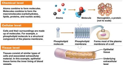Hierarchy of Structural Organization: Chemical, Cellular, Tissue levels