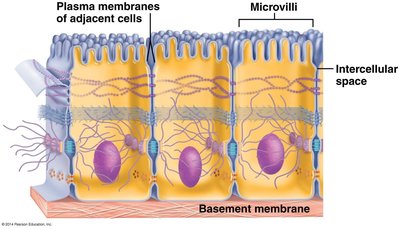 Cell junctions overview