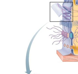 Tight junction structure