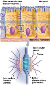 Desmosome structure