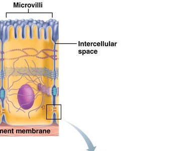 Gap junction structure