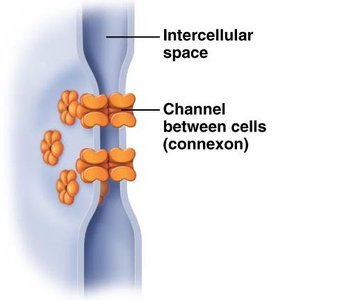 Gap junction electron micrograph