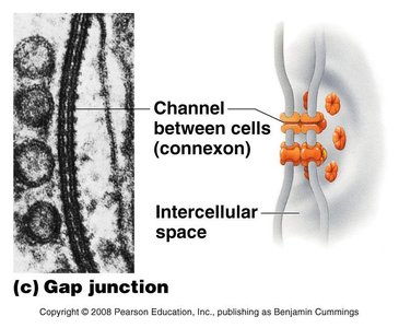Gap junction channel detail