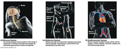 Major organ systems: Nervous, Endocrine, Cardiovascular