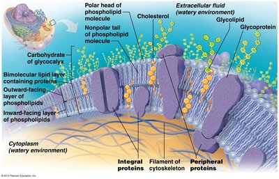 Detailed structure of the plasma membrane
