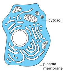 Simple diagram of cytoplasm and plasma membrane