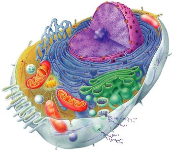 Golgi apparatus structure and function