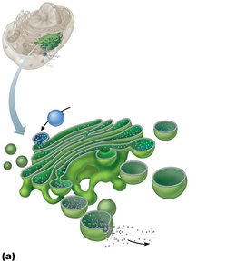 Golgi apparatus detail