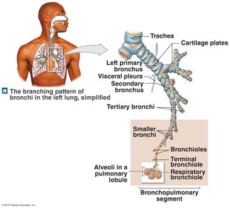 Branching pattern of bronchi in the left lung