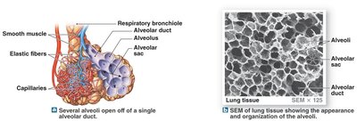 Alveolar structure and lung tissue SEM