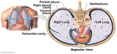 Superior view of pleural cavities