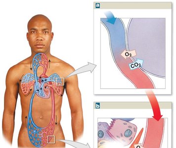 Diagram of systemic and pulmonary circuits