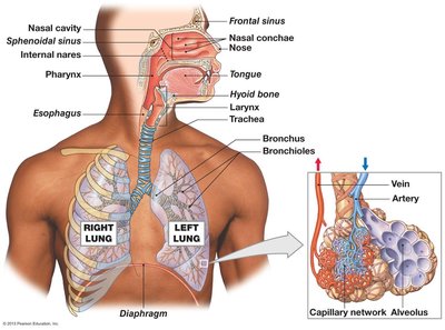 Anatomy of the respiratory system and alveolar capillary network