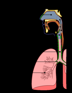 Diagram of upper and lower respiratory tracts