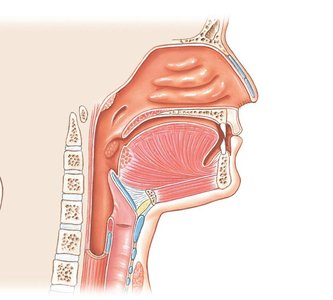 Midsagittal section of nasal cavity