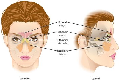 Diagram of paranasal sinuses