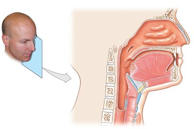 Diagram of pharynx sections